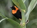 Southern Red Bishop-0011.jpg